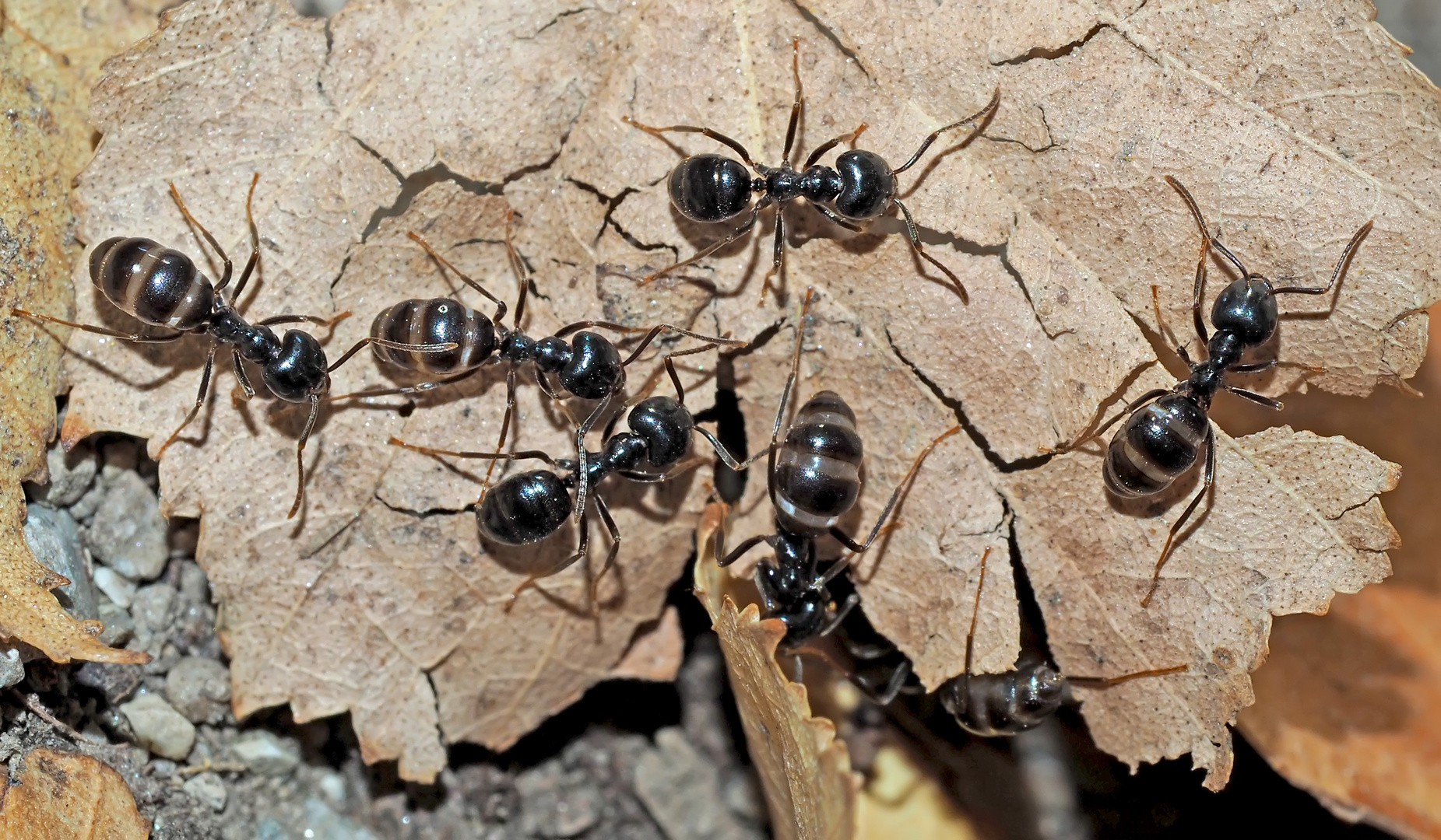 Glänzendschwarze Holzameisen (Lasius fuliginosus) - Fourmis qui portent le nom Lasius fuliginosus.