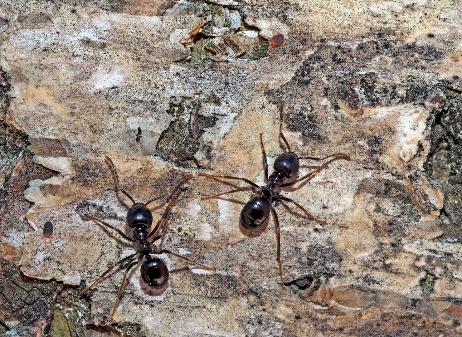 Glänzendschwarze Holzameisen (Lasius fuliginosus) mit Milben (Raubmilben - Gamasidae?) *