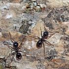 Glänzendschwarze Holzameisen (Lasius fuliginosus) mit Milben (Raubmilben - Gamasidae?) *