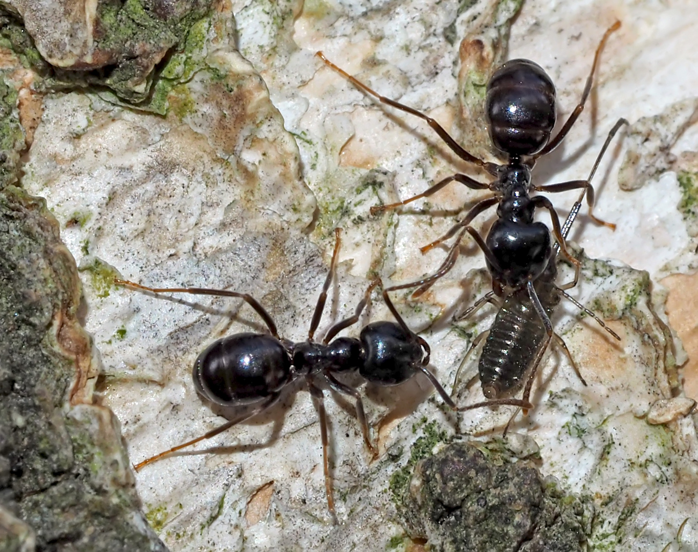 Glänzendschwarze Holzameisen (Lasius fuliginosus) mit "Rindenläusen" (Lachnidae, Stomaphis?)