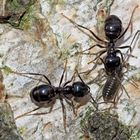 Glänzendschwarze Holzameisen (Lasius fuliginosus) mit "Rindenläusen" (Lachnidae, Stomaphis?)