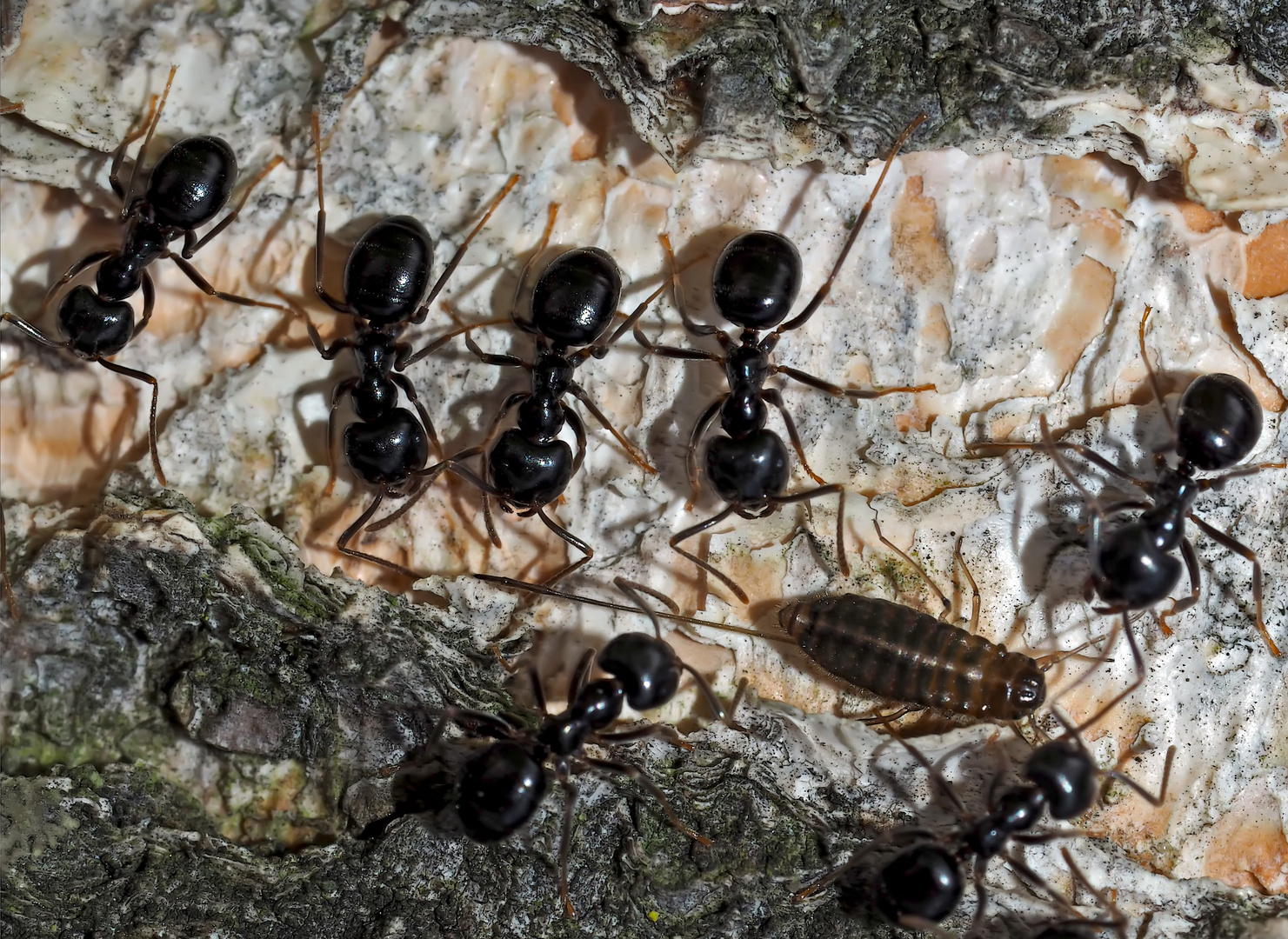 Glänzendschwarze Holzameisen (Lasius fuliginosus) mit Rindenlaus. - Fourmis noires des bois.