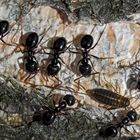 Glänzendschwarze Holzameisen (Lasius fuliginosus) mit Rindenlaus. - Fourmis noires des bois.