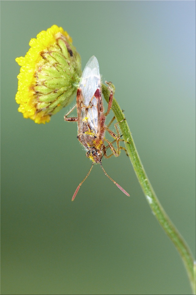 Gläsern