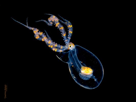 °°°gläsern°°°