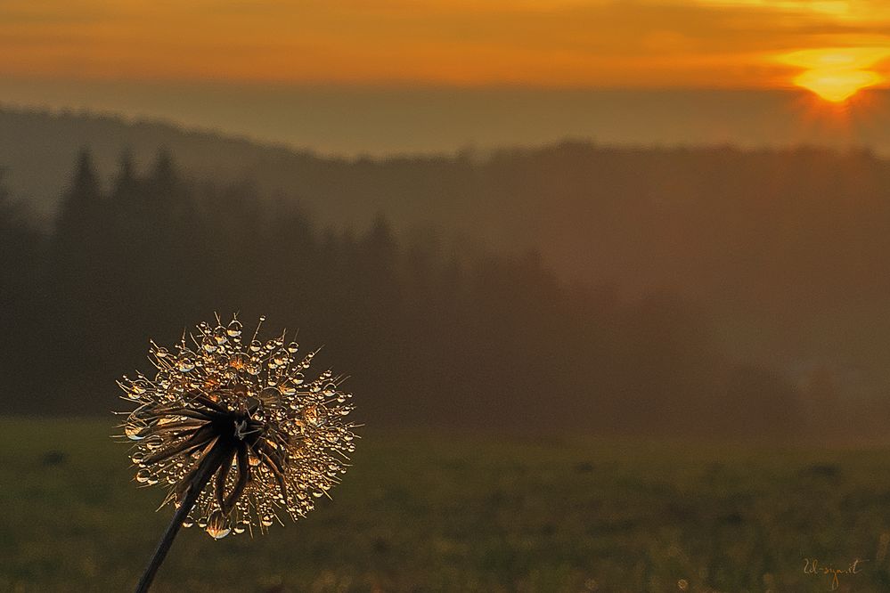 Gläserner Wald