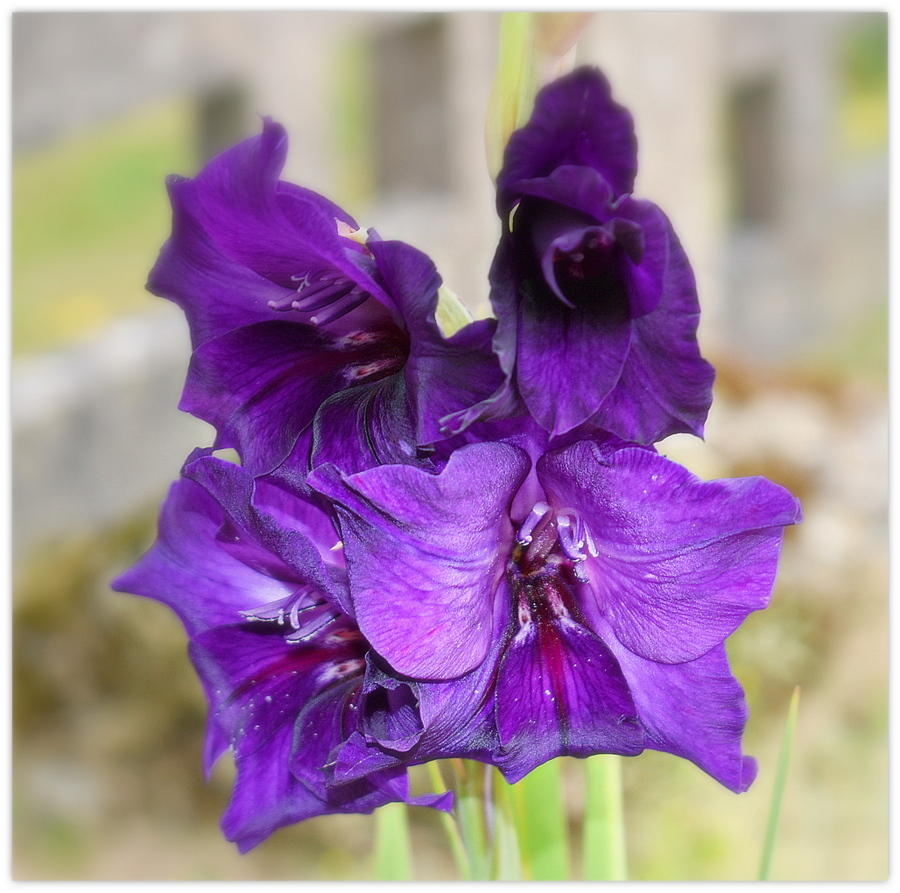 glaïeul de mon jardin