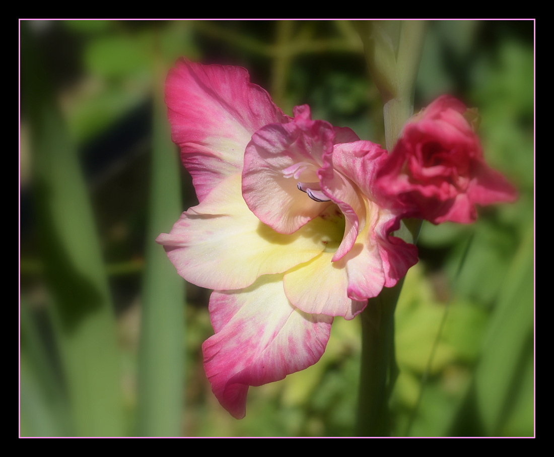 glaïeul de mon jardin