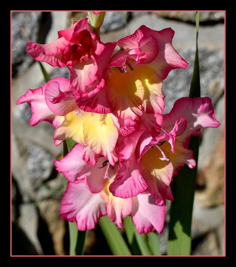 glaïeul de mon jardin