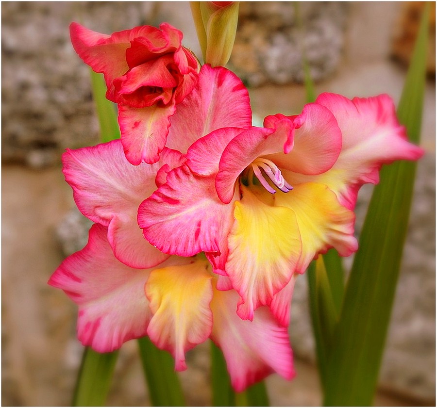 glaïeul de mon jardin