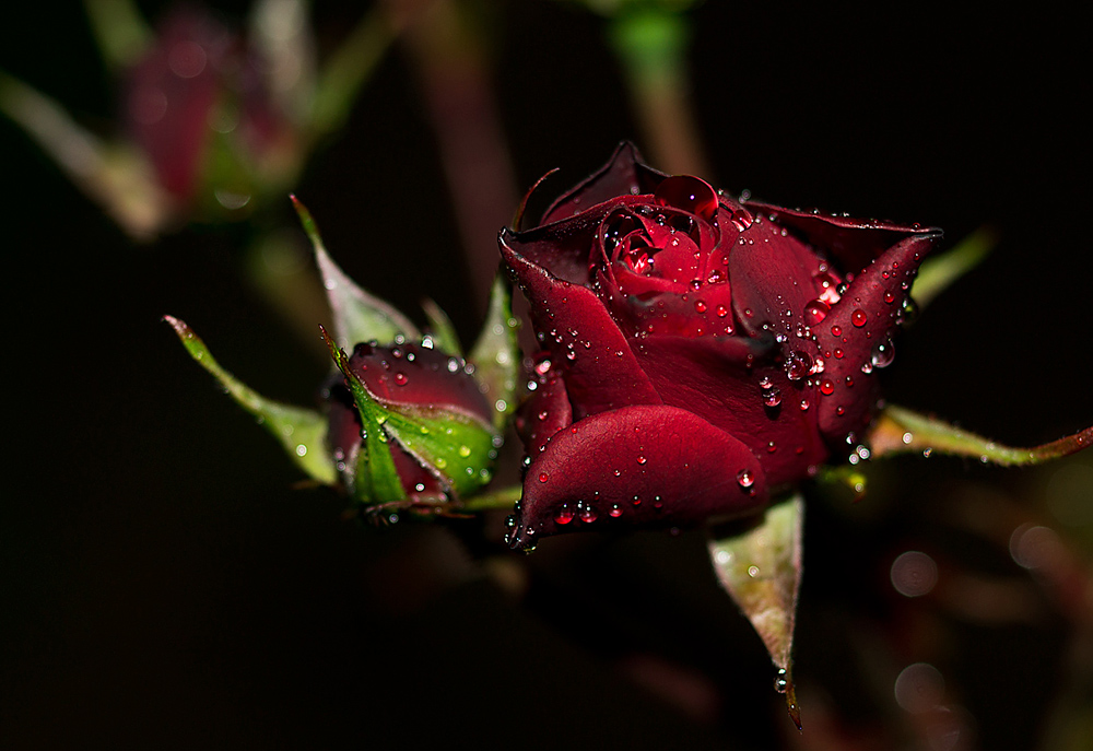 glamour redrose