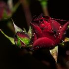 glamour redrose