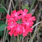 Glandularia Verbenaceae