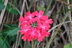 Glandularia Verbenaceae