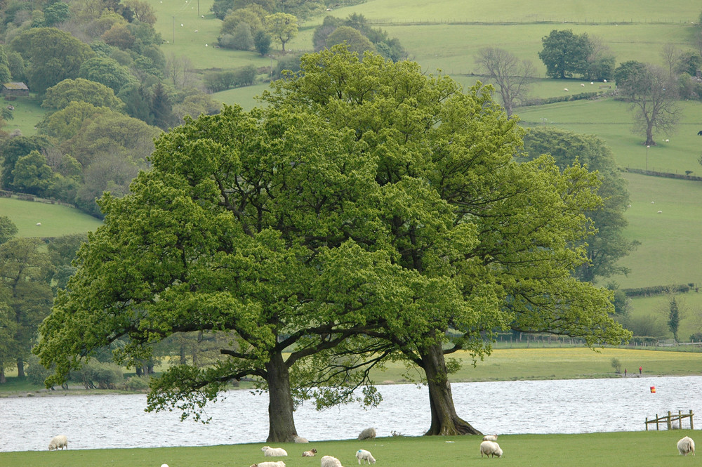 Glannllyn