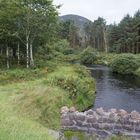 Glanteenassig Forest Park