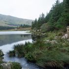 Glanteenassig Forest Park