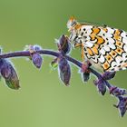 Glanville Fritillary