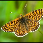 Glanville Fritillary - (Melitaea cinxia)