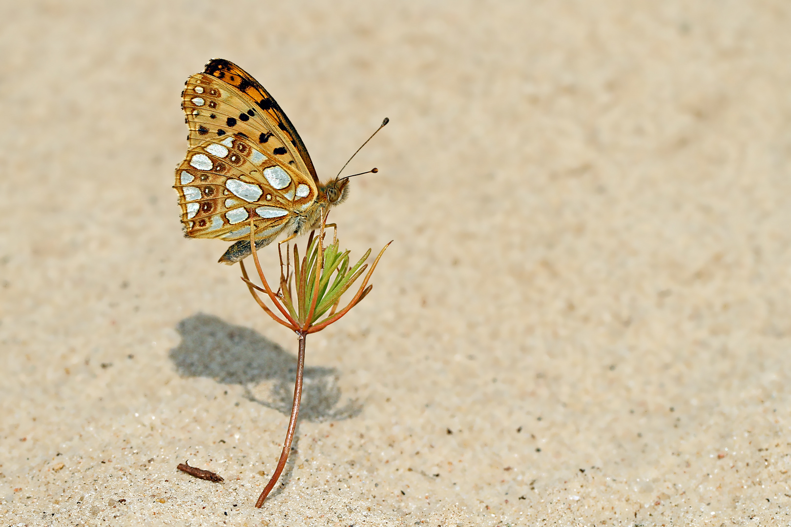 Glanz auf dem Sand...