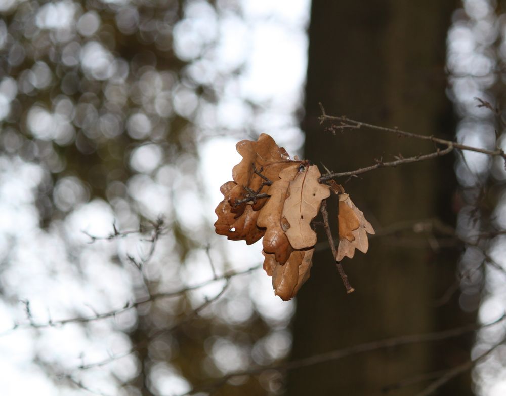 Glanz im Sterben