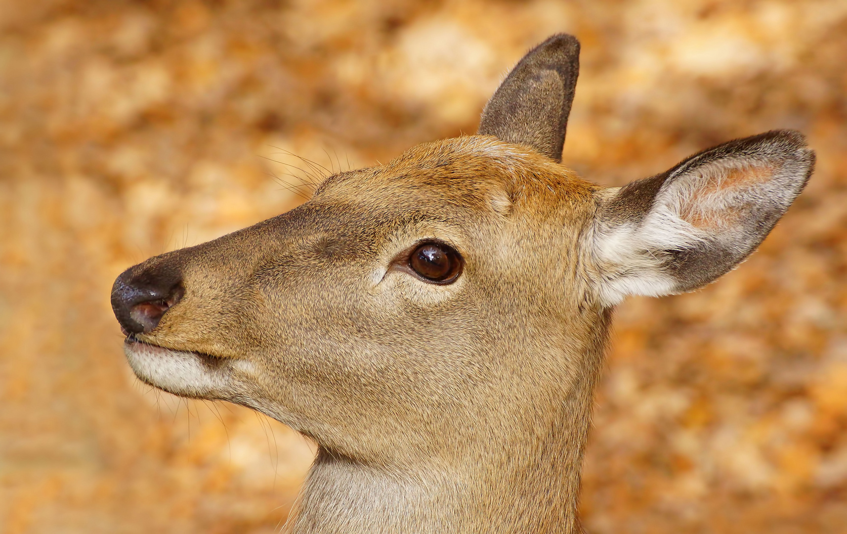 glanz in den Augen ...