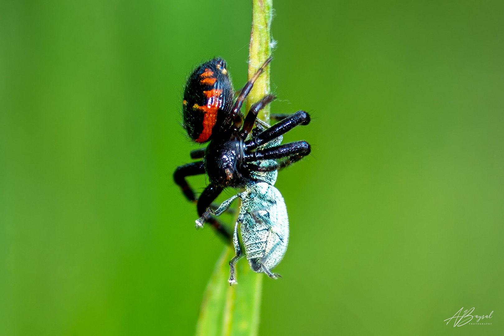 Glanz-Krabbenspinne - Weibchen