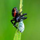 Glanz-Krabbenspinne - Weibchen