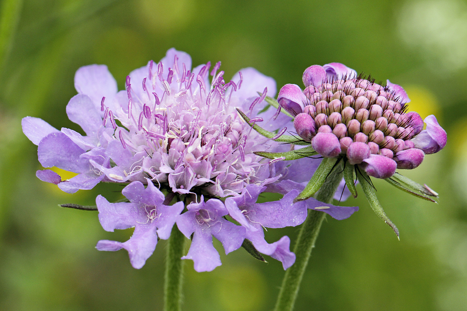 Glanz-Skabiose (Scabiosa lucida)