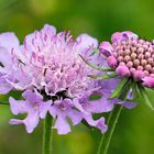 Glanz-Skabiose (Scabiosa lucida)
