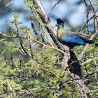 Glanzhaubenturako - Purple-crested Turaco - Tauraco porphyreolophus