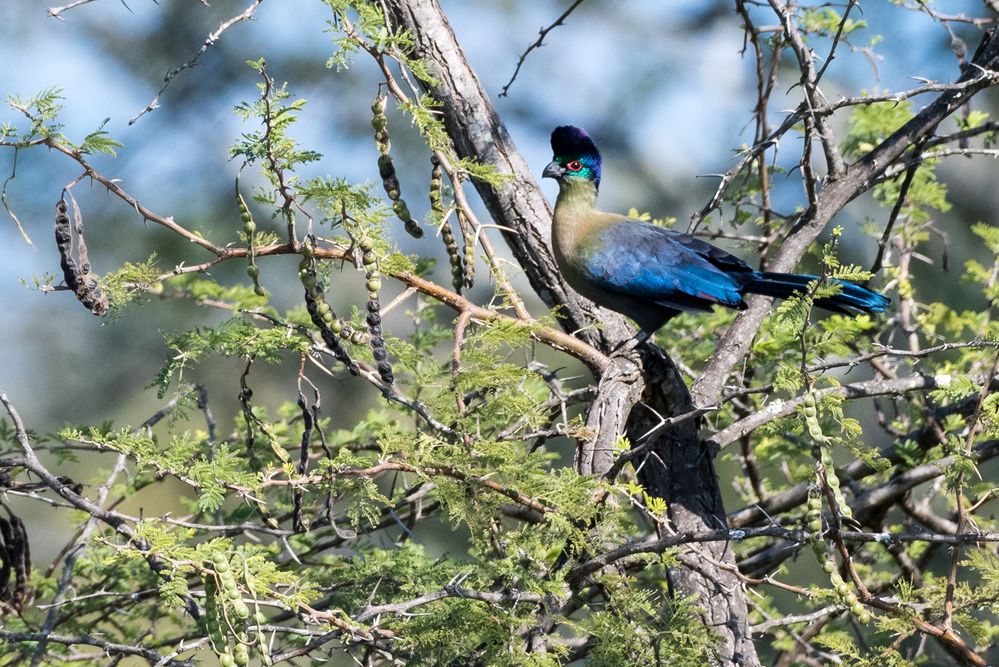 Glanzhaubenturako - Purple-crested Turaco - Tauraco porphyreolophus