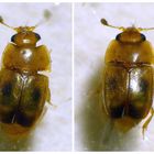 Glanzkäfer Epuraea ocularis