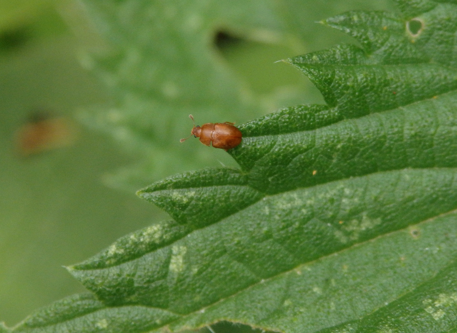 Glanzkäfer (Epuraea sp.) auf Brennnessel im heimischen Garten Foto