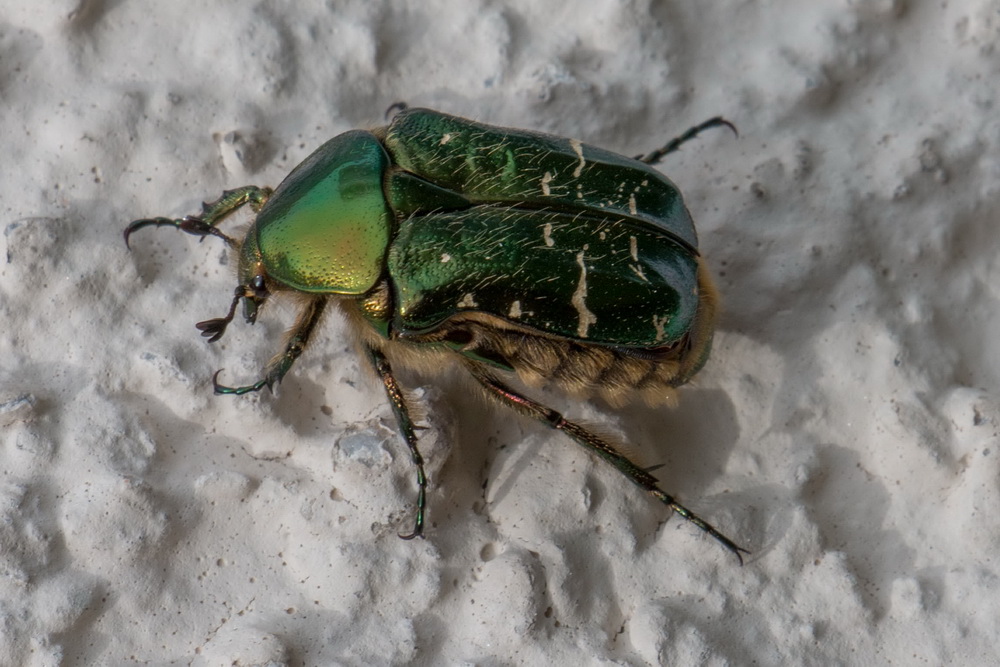 Glanzkäfer zu Besuch