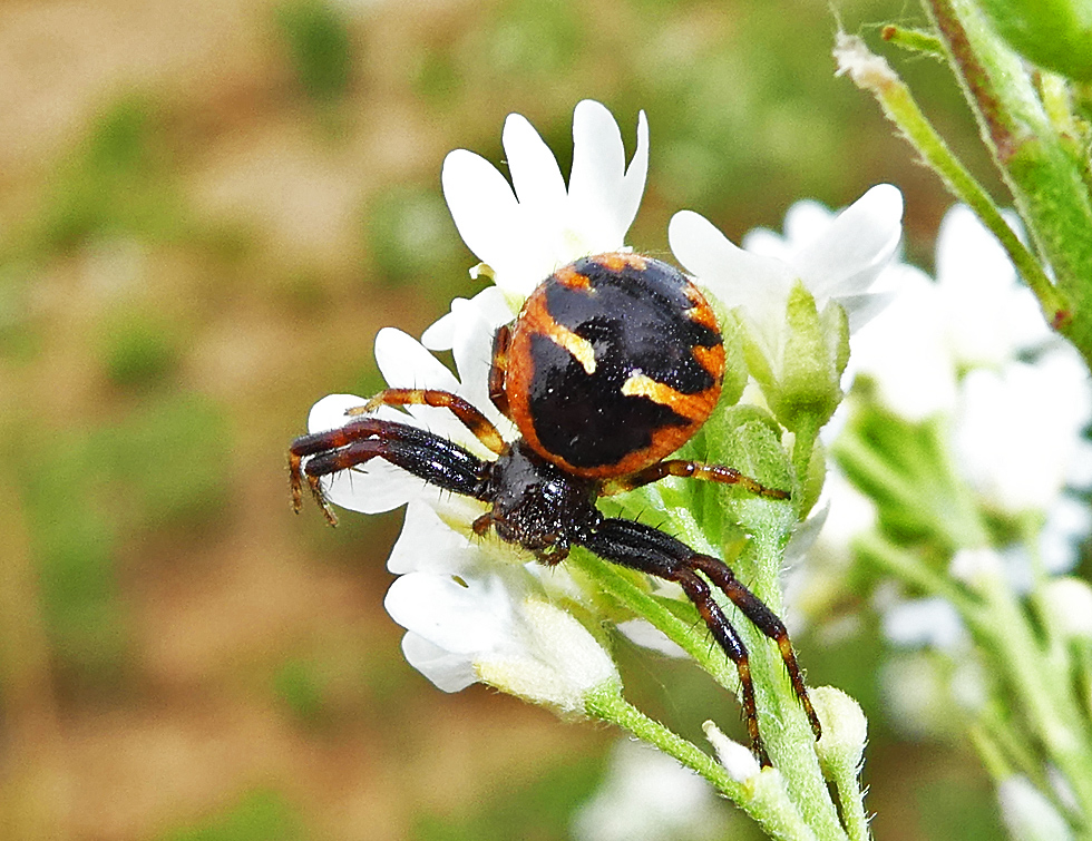 Glanzkrabbenspinne