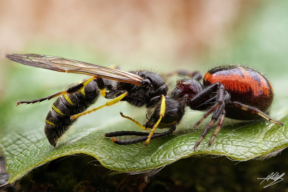 Glanzkrabbenspinne mit Beute