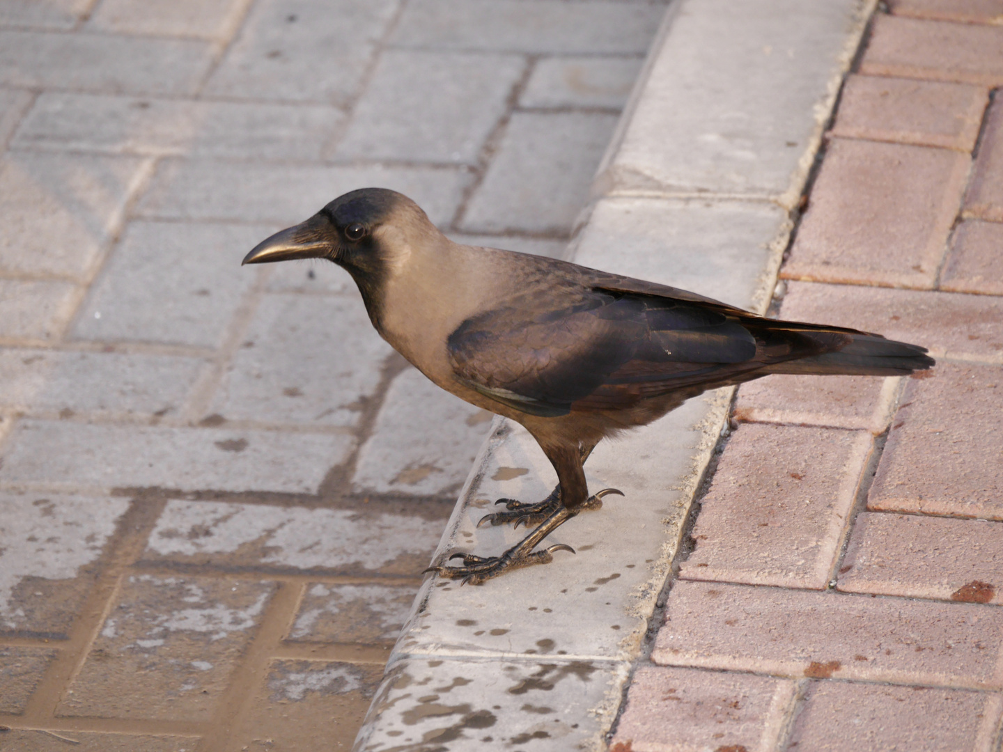 Glanzkrähe  -  Corvus splendens