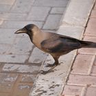 Glanzkrähe  -  Corvus splendens