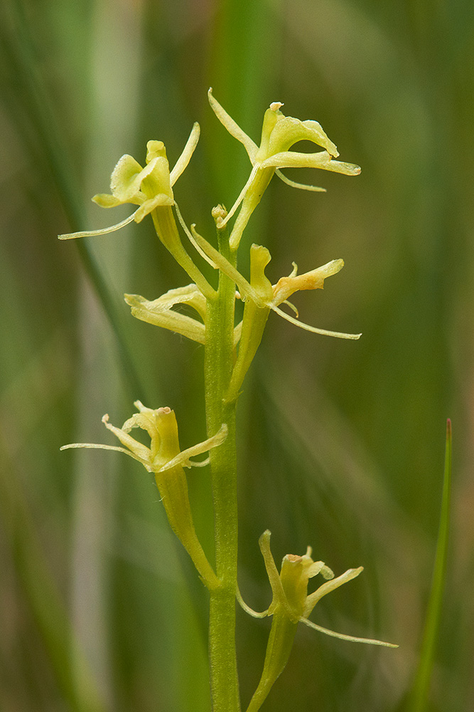 Glanzkraut (Liparis loeselii) Blütenstand