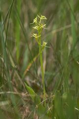 Glanzkraut (Liparis loeselii)