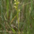 Glanzkraut (Liparis loeselii)