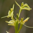 Glanzkraut (Liparis loeselii) Detail