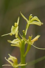 Glanzkraut (Liparis loeselii) Detail