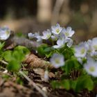 Glanzlichter am Waldboden...