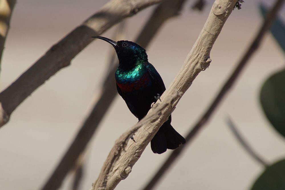 Glanznektarvogel