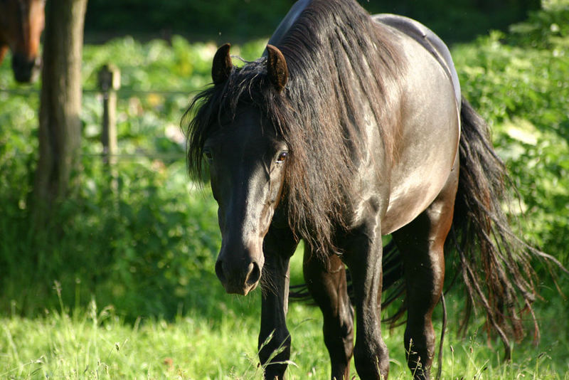 Glanzpony ganz ohne putzen