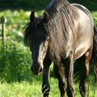 Glanzpony ganz ohne putzen