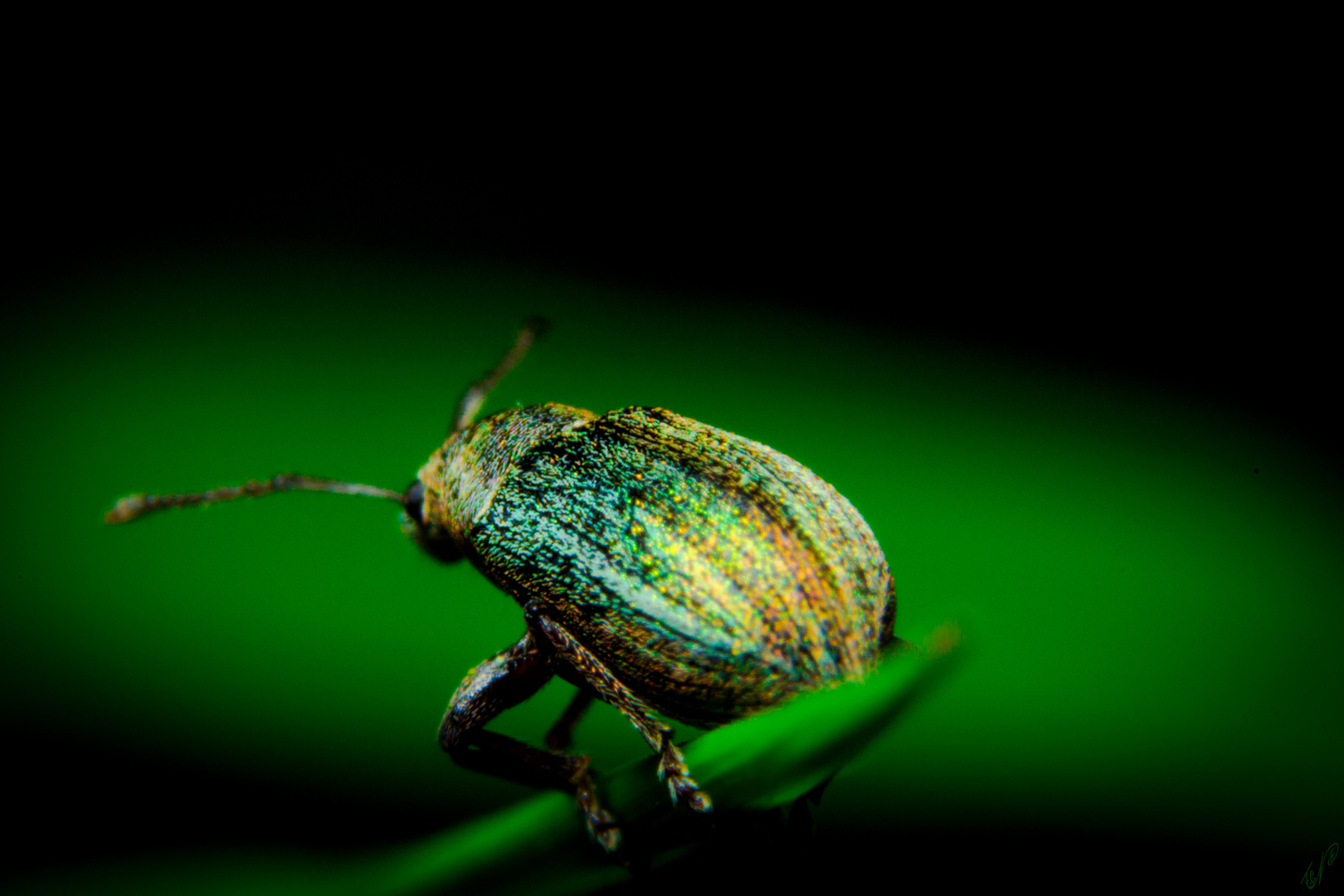 Glanzrüssler im Farbenkleid