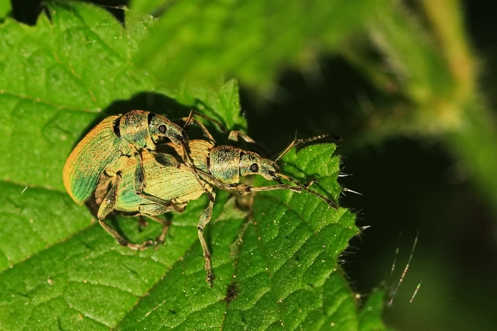 Glanzrüssler [Phyllobius pomaceus]